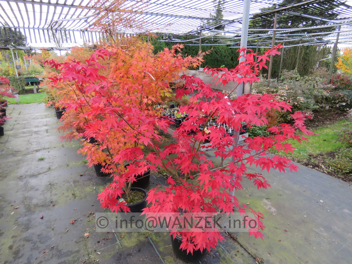 Acer palmatum De shohjoh - Herbst 2015.JPG